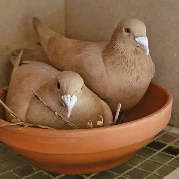  - NU AMI APARTIN 2020