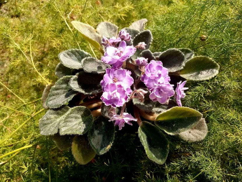Optimara Trinidad - Colectie Violete africane 2020