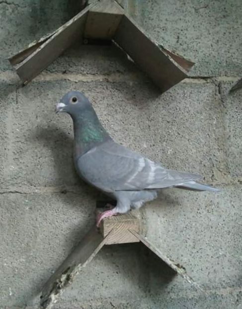  - NU AMI APARTIN 2020