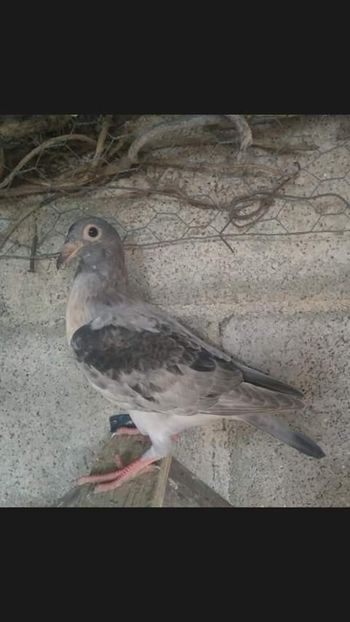  - NU AMI APARTIN 2020