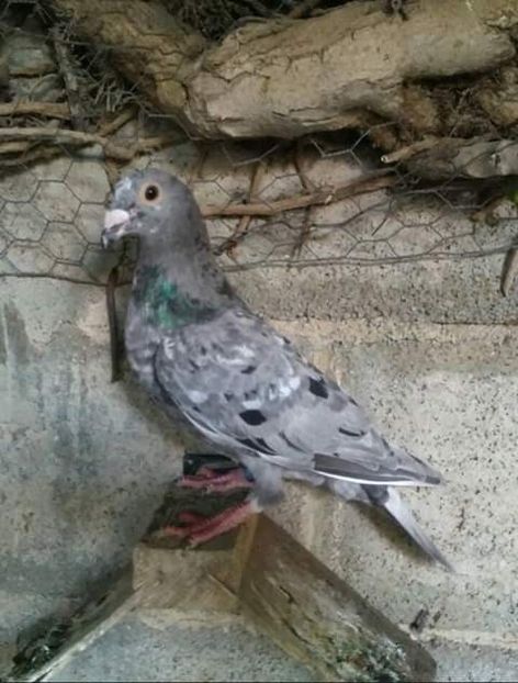  - NU AMI APARTIN 2020