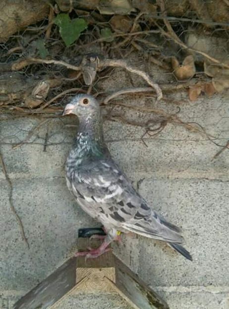  - NU AMI APARTIN 2020