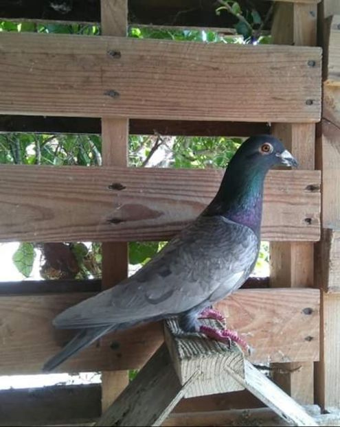  - NU AMI APARTIN 2020