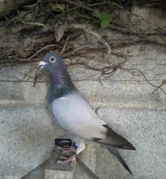  - NU AMI APARTIN 2020