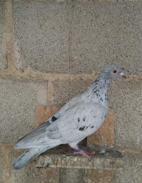  - NU AMI APARTIN 2020