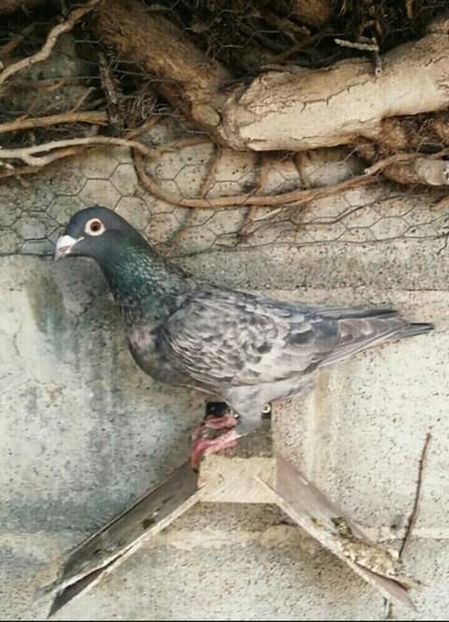  - NU AMI APARTIN 2020