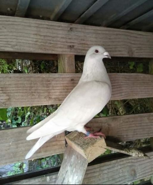  - NU AMI APARTIN 2020