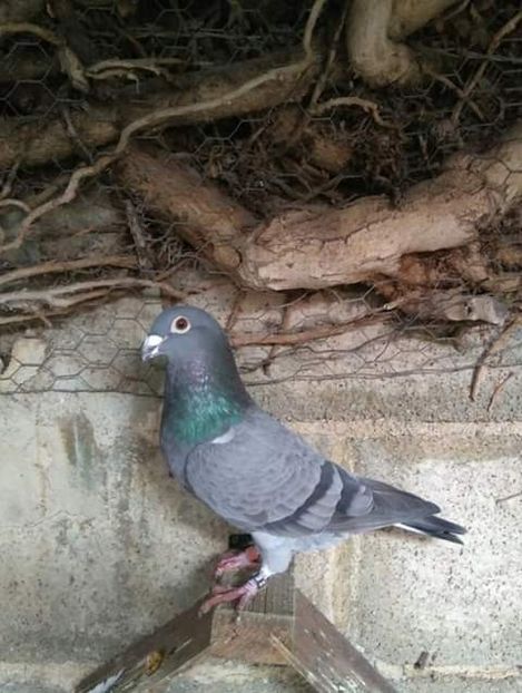  - NU AMI APARTIN 2020