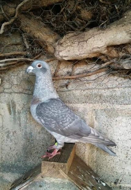  - NU AMI APARTIN 2020