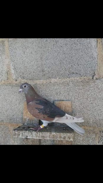  - NU AMI APARTIN 2020