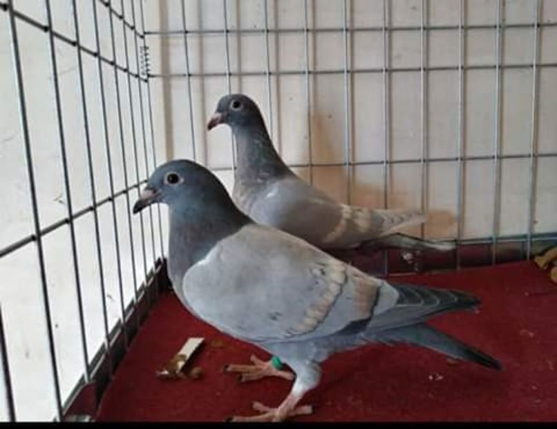  - NU AMI APARTIN 2020