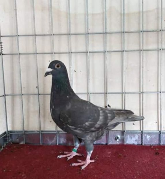  - NU AMI APARTIN 2020