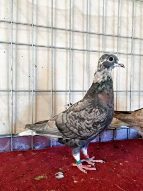  - NU AMI APARTIN 2020