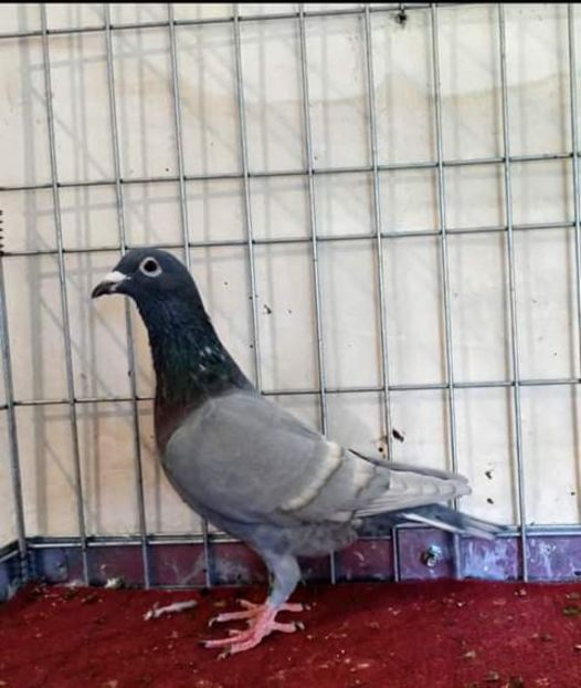  - NU AMI APARTIN 2020