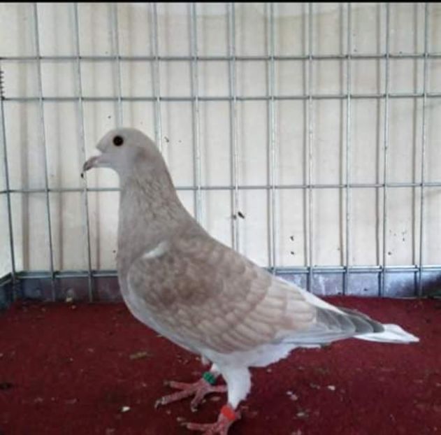  - NU AMI APARTIN 2020