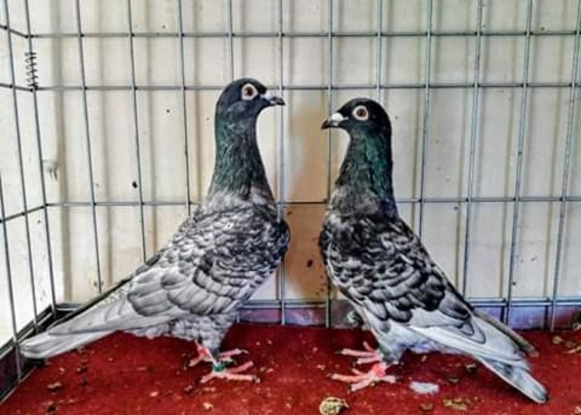  - NU AMI APARTIN 2020