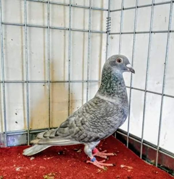  - NU AMI APARTIN 2020