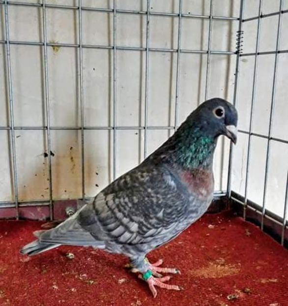  - NU AMI APARTIN 2020