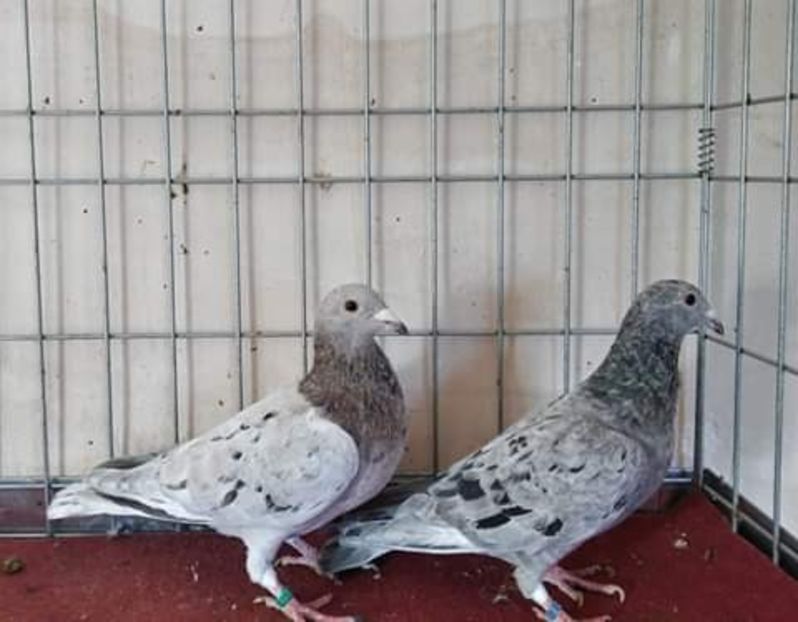  - NU AMI APARTIN 2020