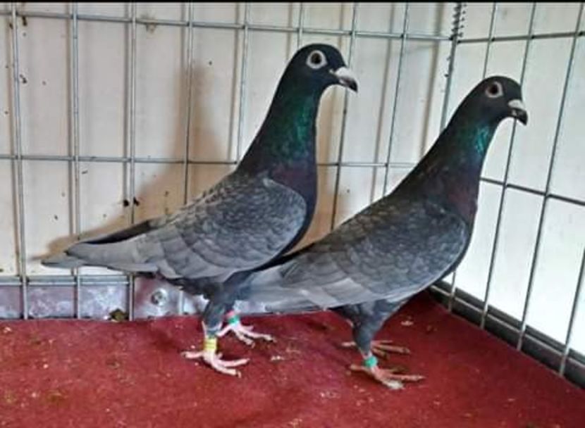  - NU AMI APARTIN 2020