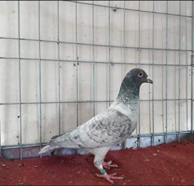  - NU AMI APARTIN 2020