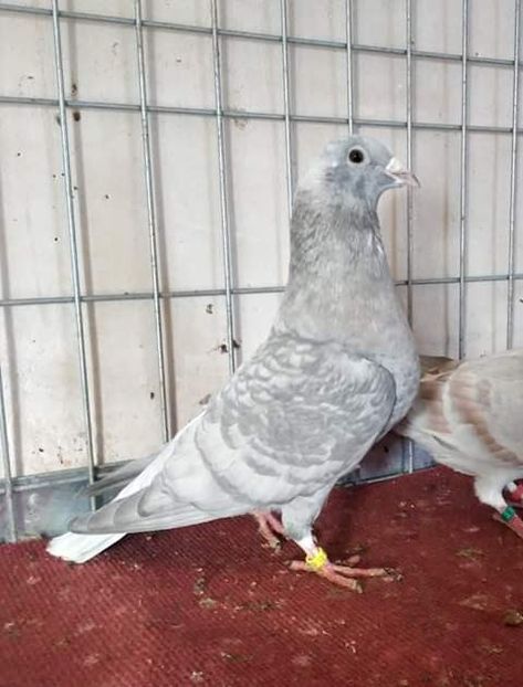  - NU AMI APARTIN 2020