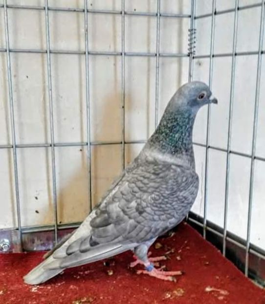  - NU AMI APARTIN 2020