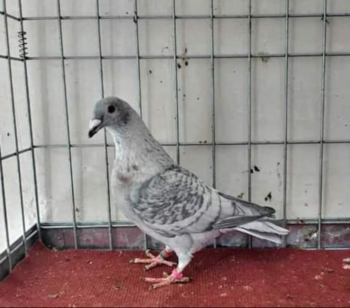  - NU AMI APARTIN 2020