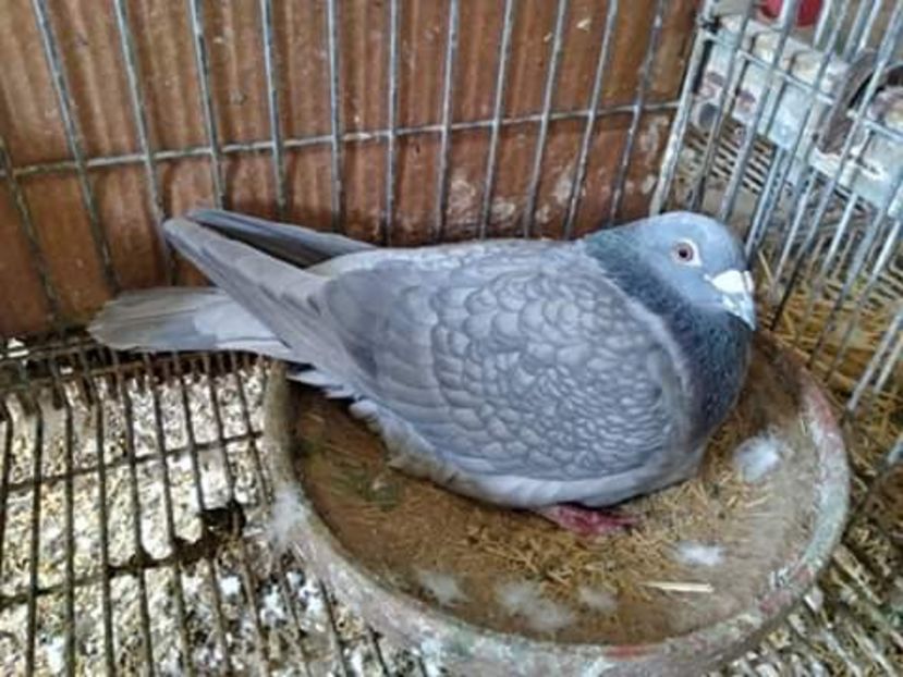  - NU AMI APARTIN 2020