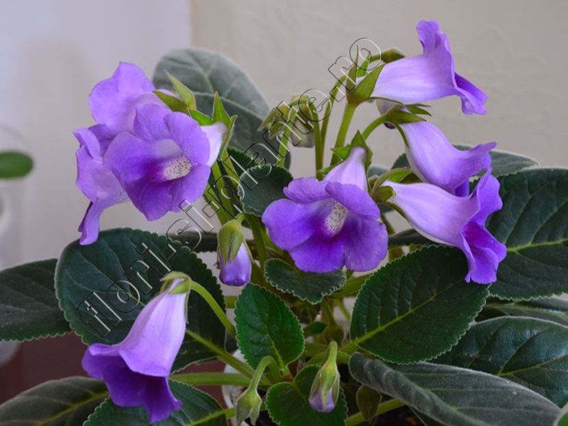 Sinningia Luci s Spots on Ametist Bell - GLOXINIA-SINNINGIA _COLECTIA 2020_2021