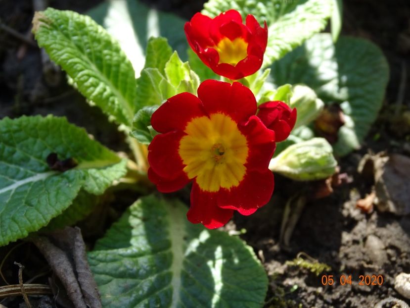 primula acaulis - Primule 2020