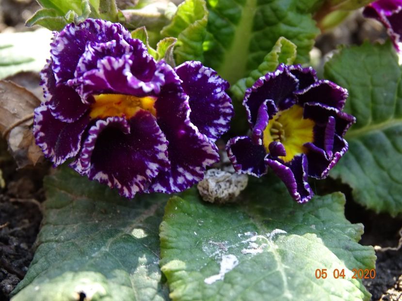 primula acaulis - Primule 2020