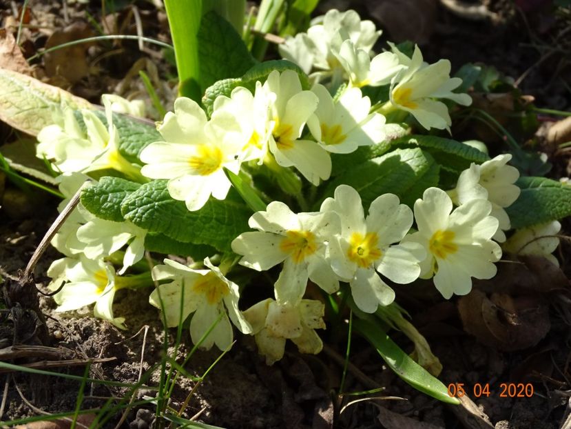 primula vulgaris - Primule 2020