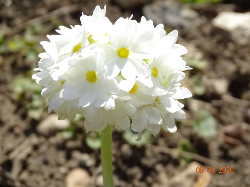 primula denticulata Prom White - Primule 2020