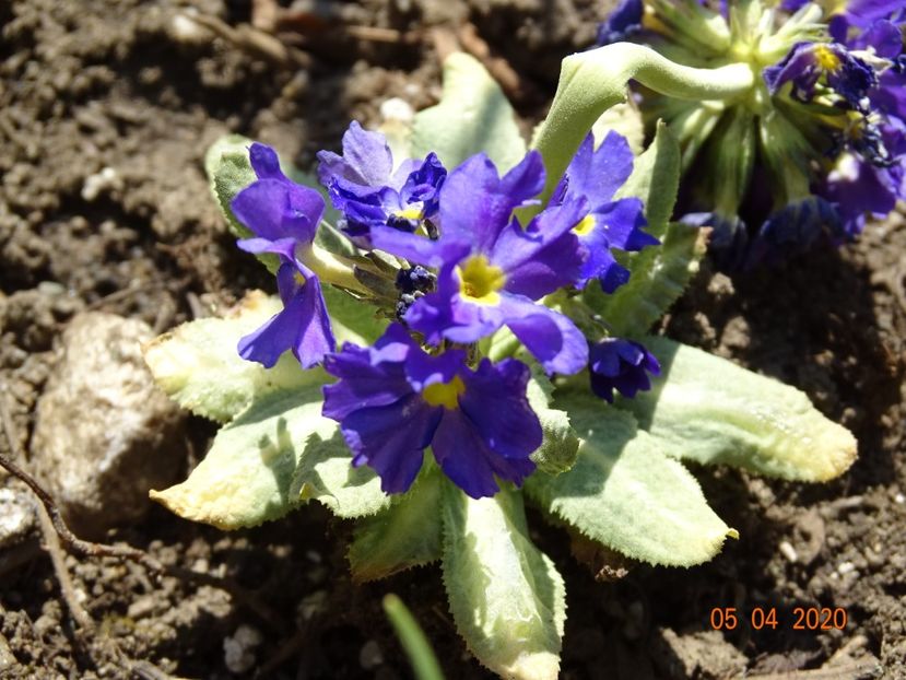 primula denticulata Prom Lilac - Primule 2020