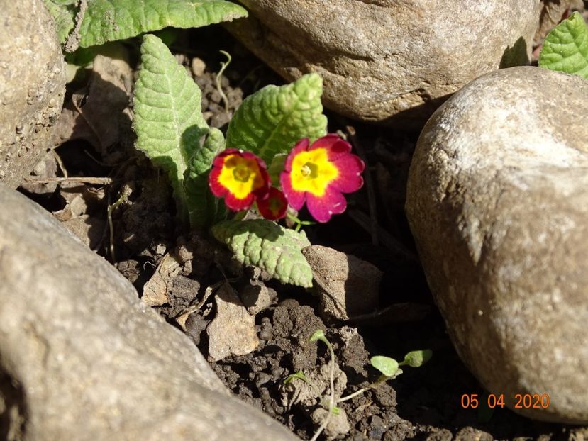 seedling primula veris - Primule 2020