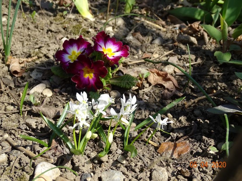 primula acaulis - Primule 2020
