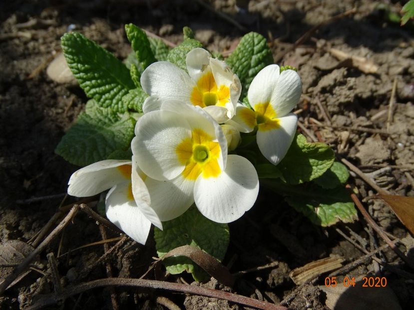 primula acaulis - Primule 2020