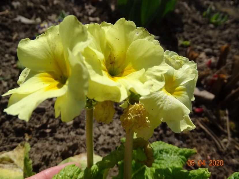 primula elatior Sibel Lime - Primule 2020