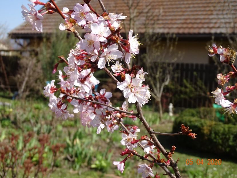  - Copacei si arbusti 2020