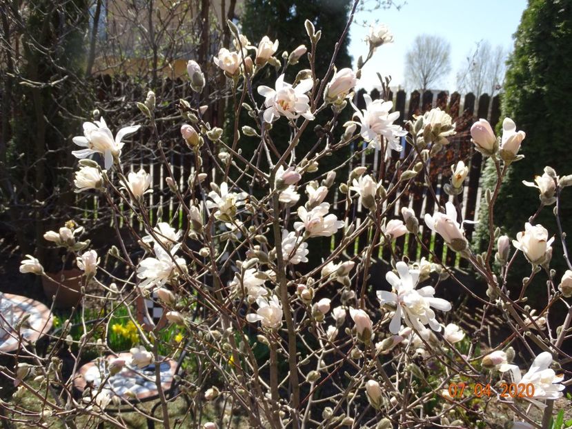  - Copacei si arbusti 2020