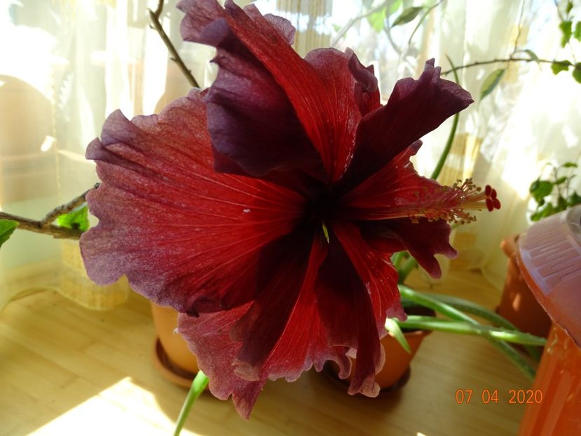  - Hibiscusi