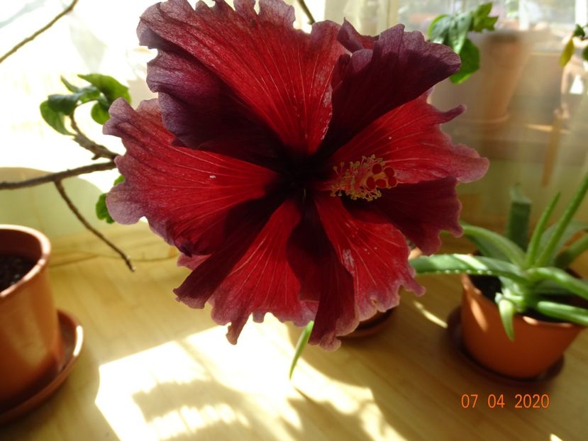  - Hibiscusi