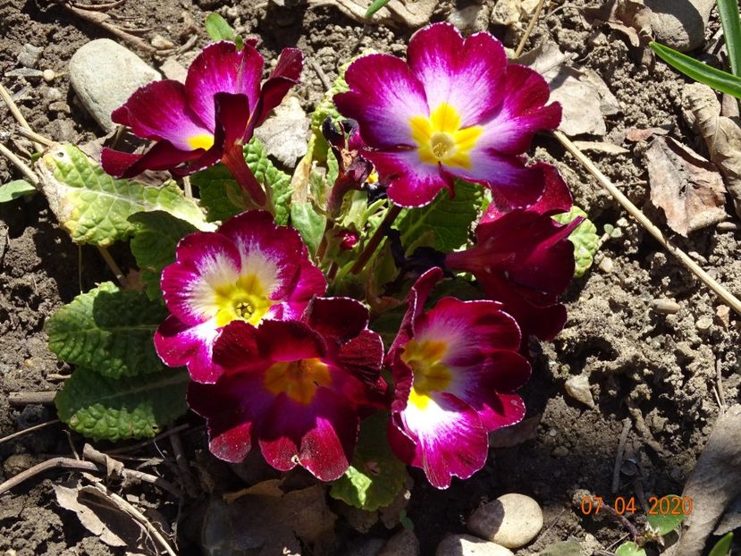 primula acaulis - Primule 2020