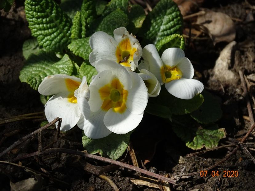 primula acaulis - Primule 2020