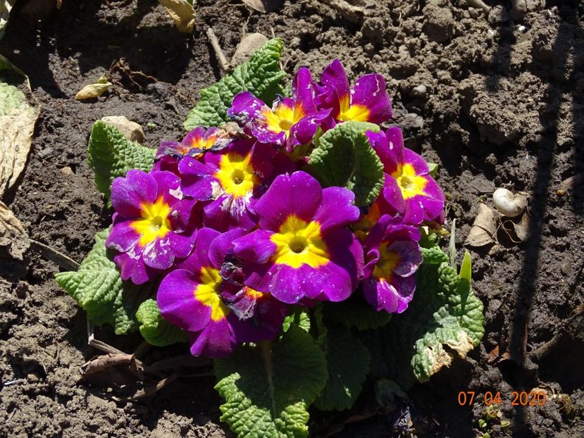 primula acaulis - Primule 2020