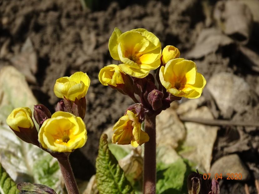 primula elatior Gold Nugget - Primule 2020