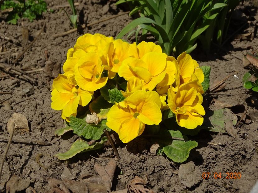 primula acaulis - Primule 2020