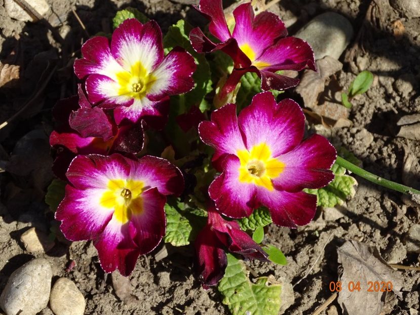 primula acaulis - Primule 2020