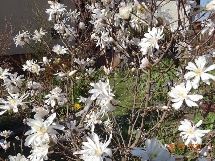  - Copacei si arbusti 2020